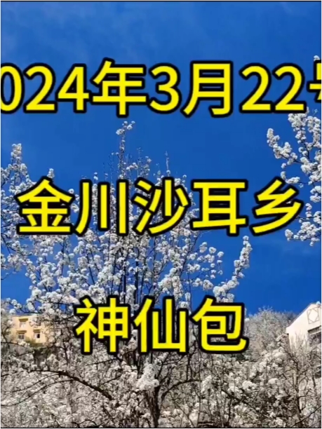 2024年3月22号，金川沙耳乡神仙包梨花实况分享