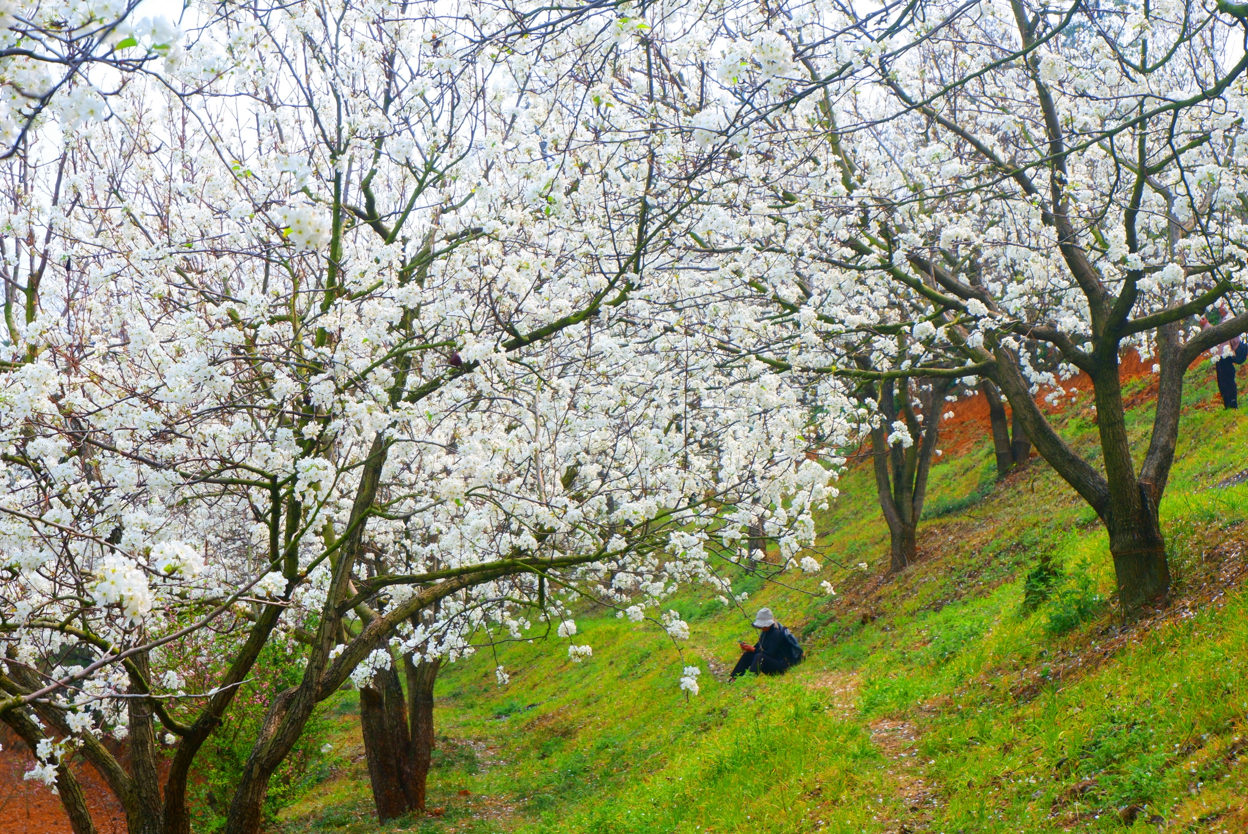 三月个旧梨花季，哨冲徒步赏花之旅
