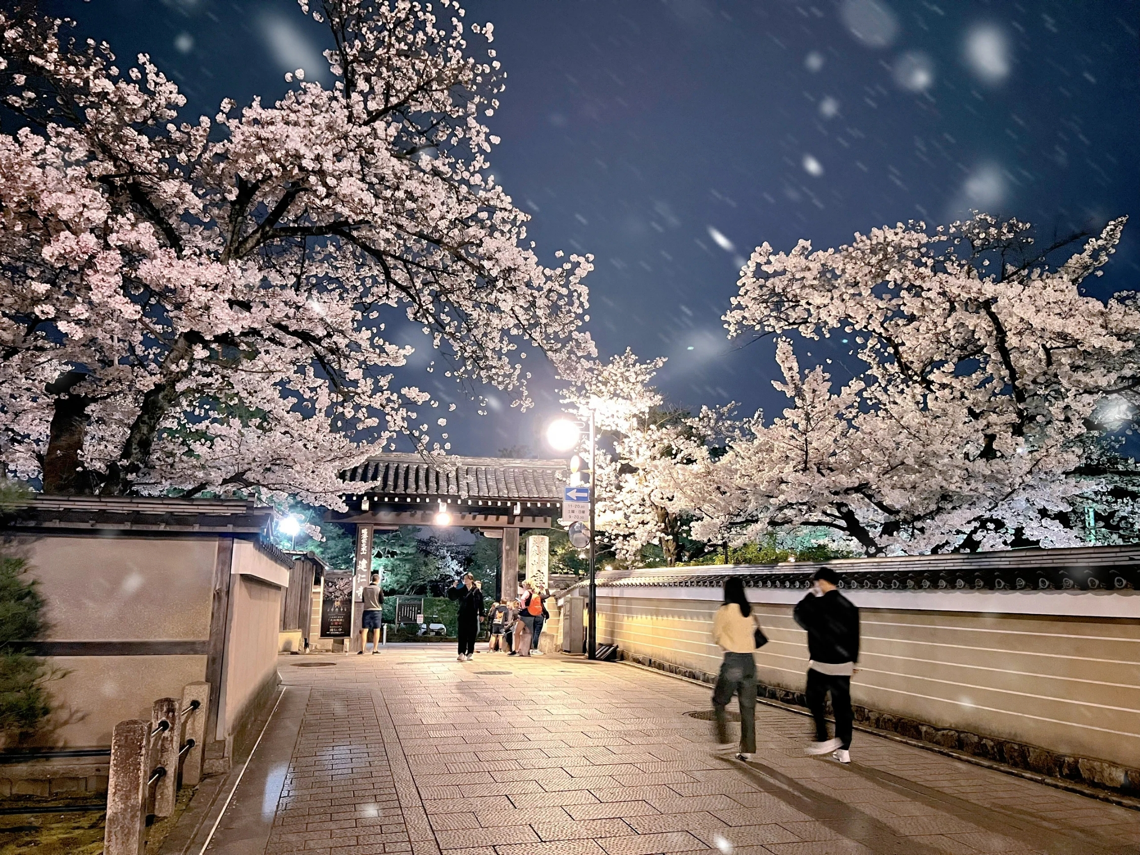 京都的夜樱，跟你看见的一样吗|||2024日本樱花季，到达京都的那晚，迫不及待用一晚的时间走遍了八坂