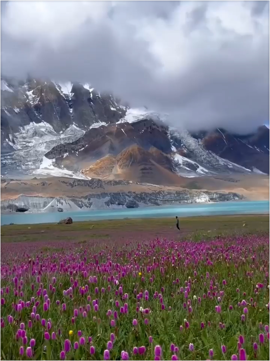 长在冰山下的花海