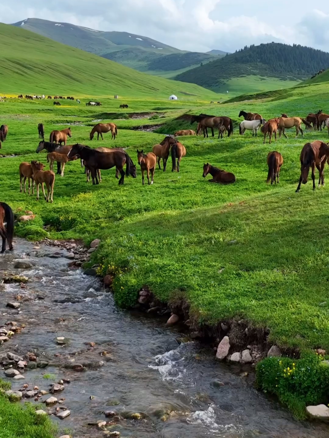 哈萨克斯坦的美丽大草原