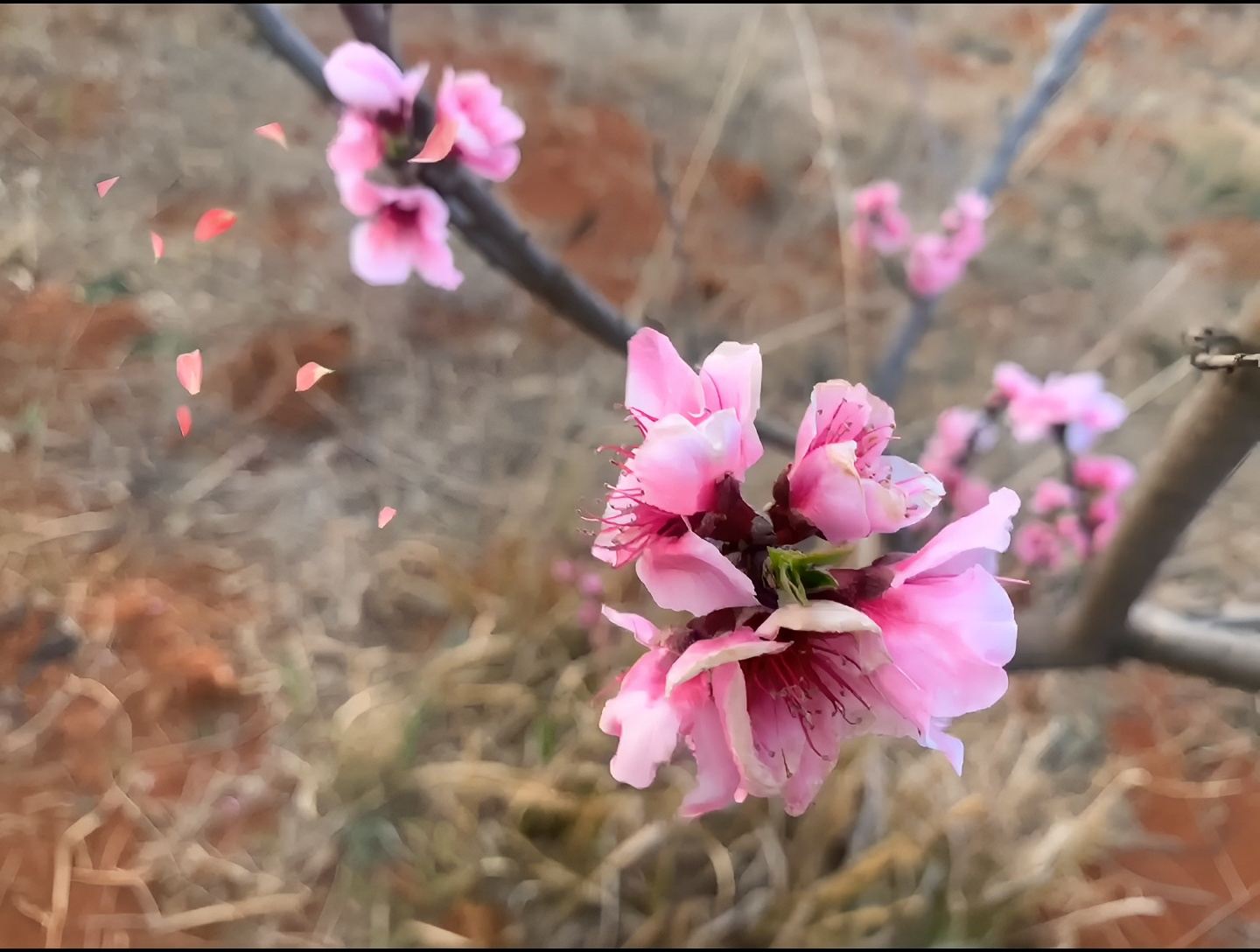 春光无限好，花开正当时！周末约起，踏春赏花吧。