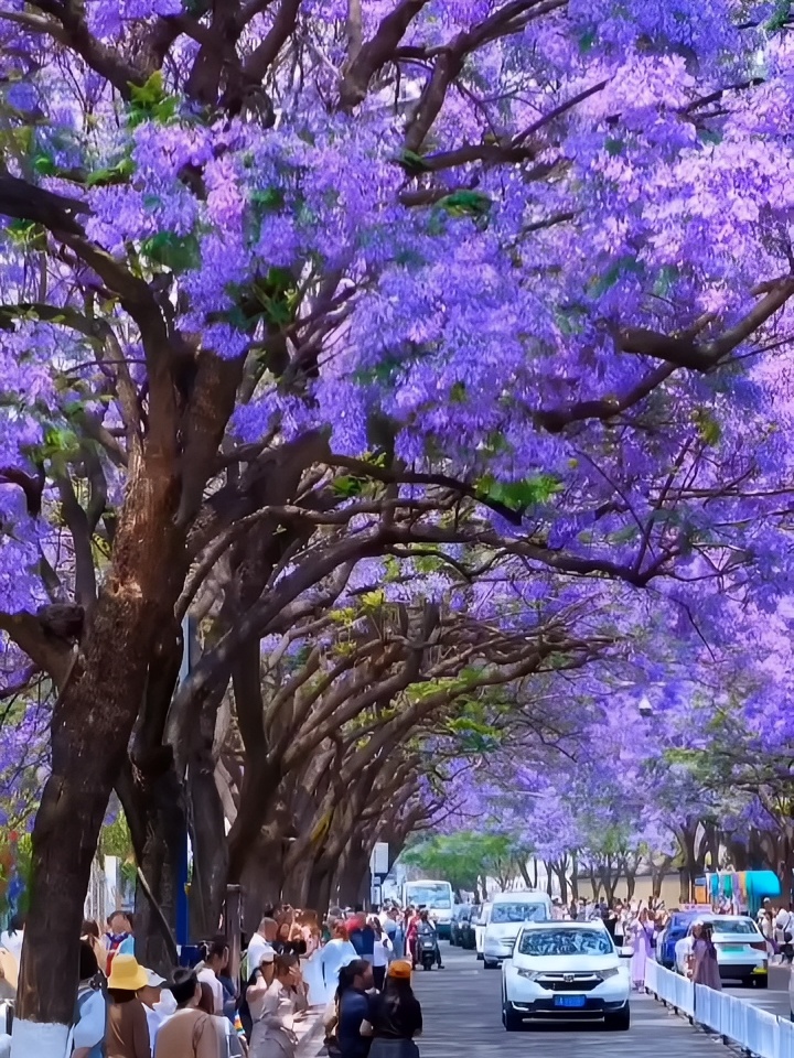 西昌蓝花楹