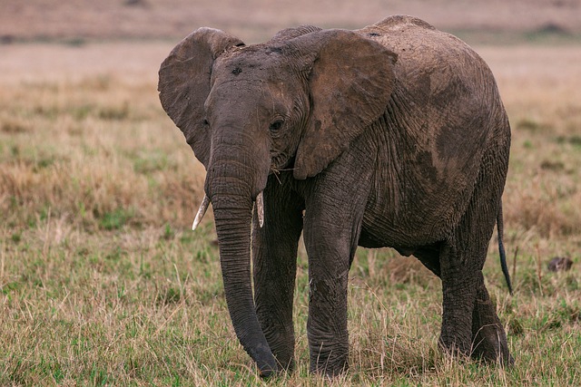 【泰国大象自然保护区旅游攻略】🐘