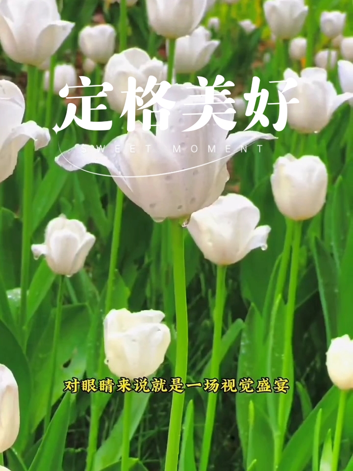 #旅游胜地的天花板 #北京旅游攻略 #春天是赏花的季节 #春天旅游呀 #我的春游记