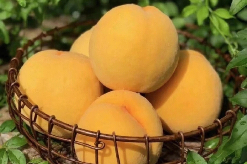 黄桃，属于蔷薇科桃属植物，果实近圆或椭圆形，果顶圆平，果实两半匀称，果面底色金黄，色卡6级，近核无红
