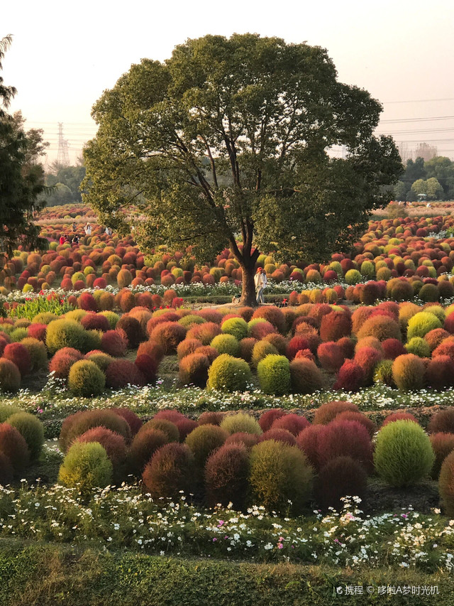 花开海上生态园攻略图片