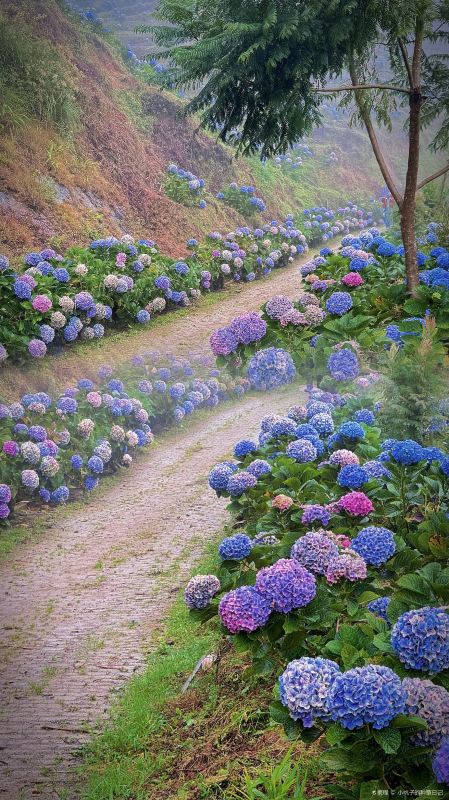 斗南湿地公园-绣球花海