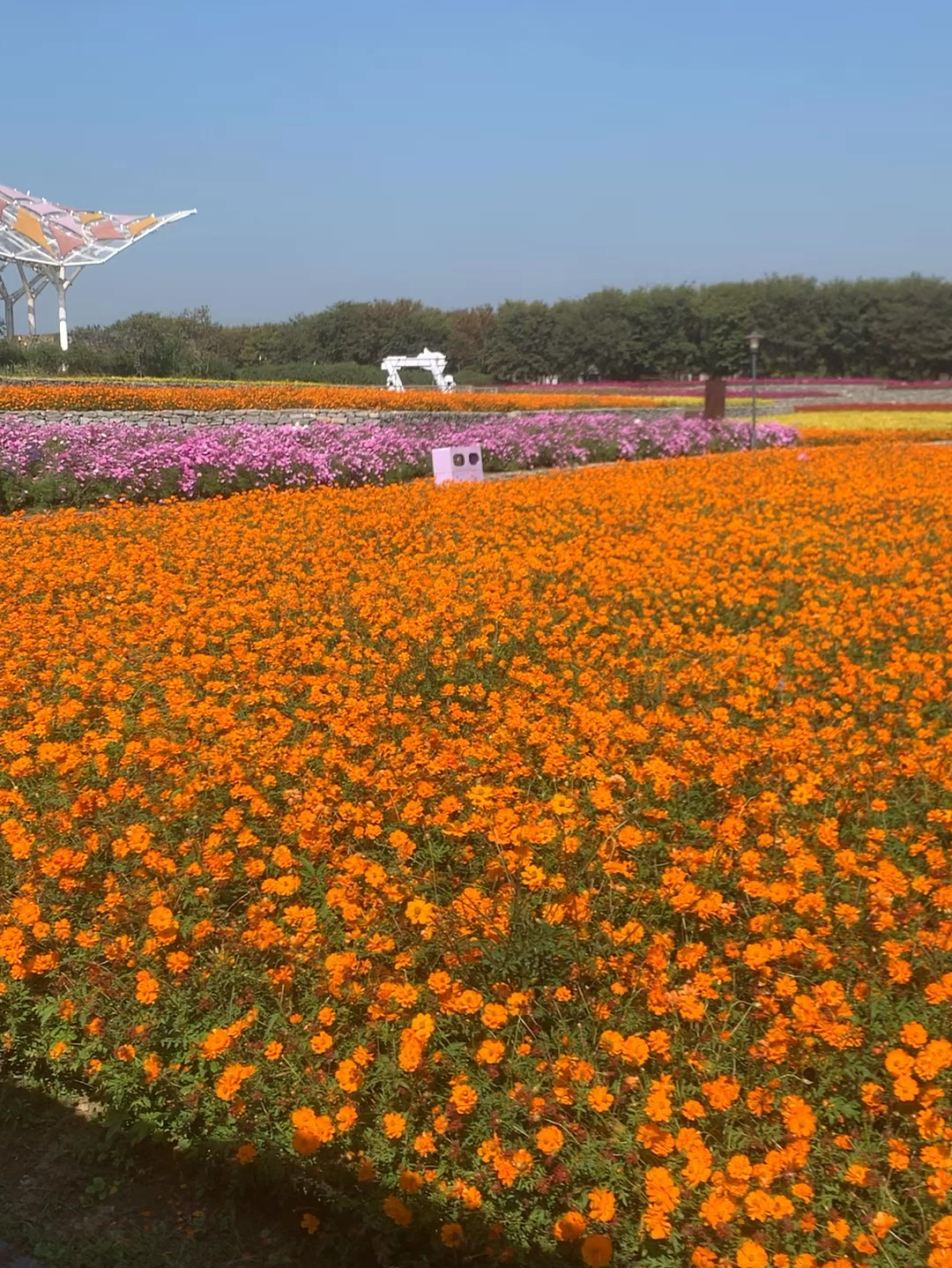 这么好看的花海你们来吗