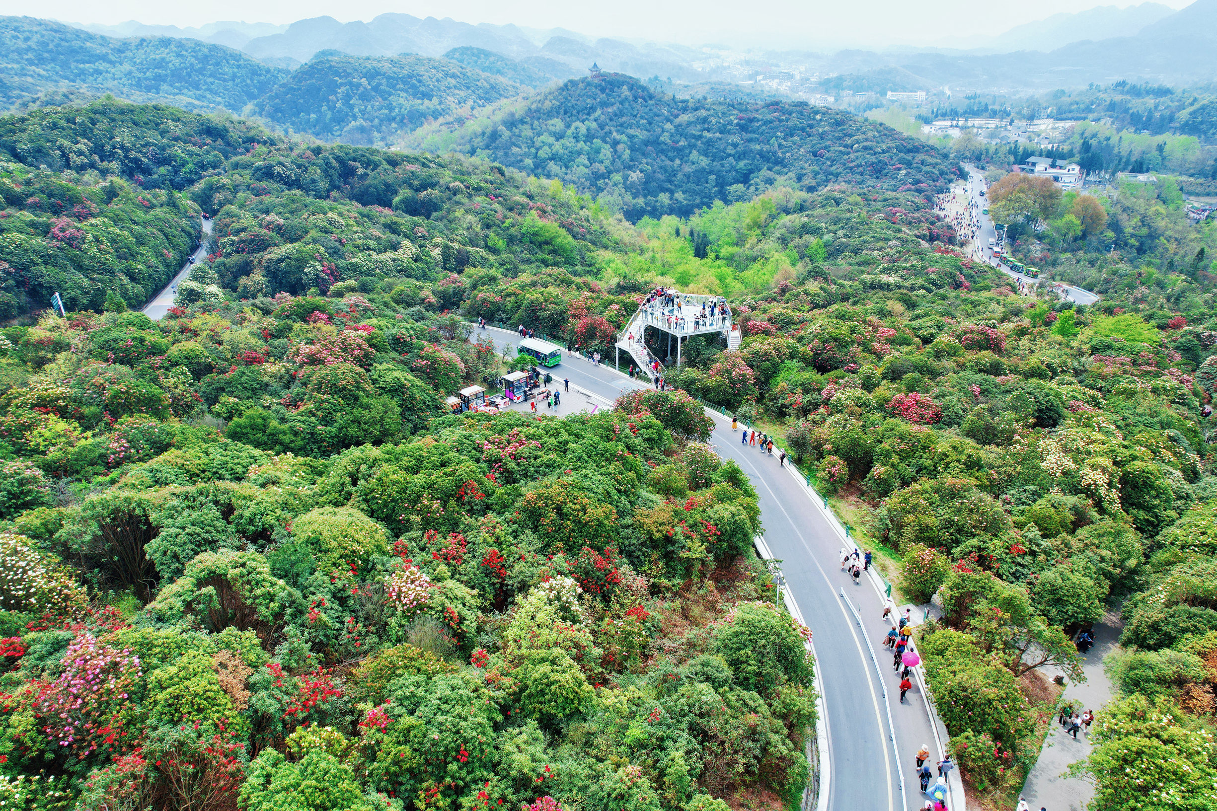 贵州旅游｜百里杜鹃盛放，美如画卷