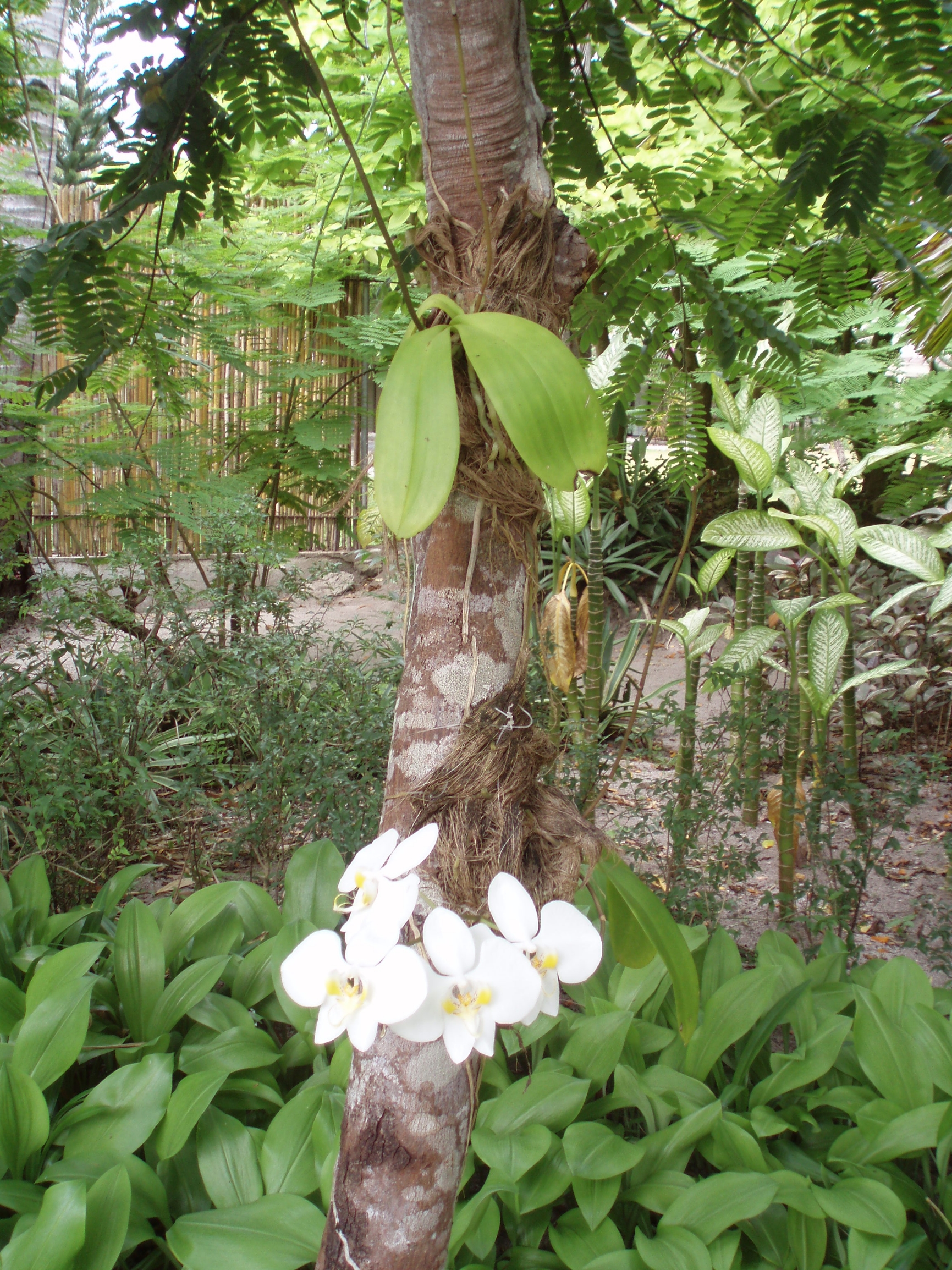 不知名的小花花