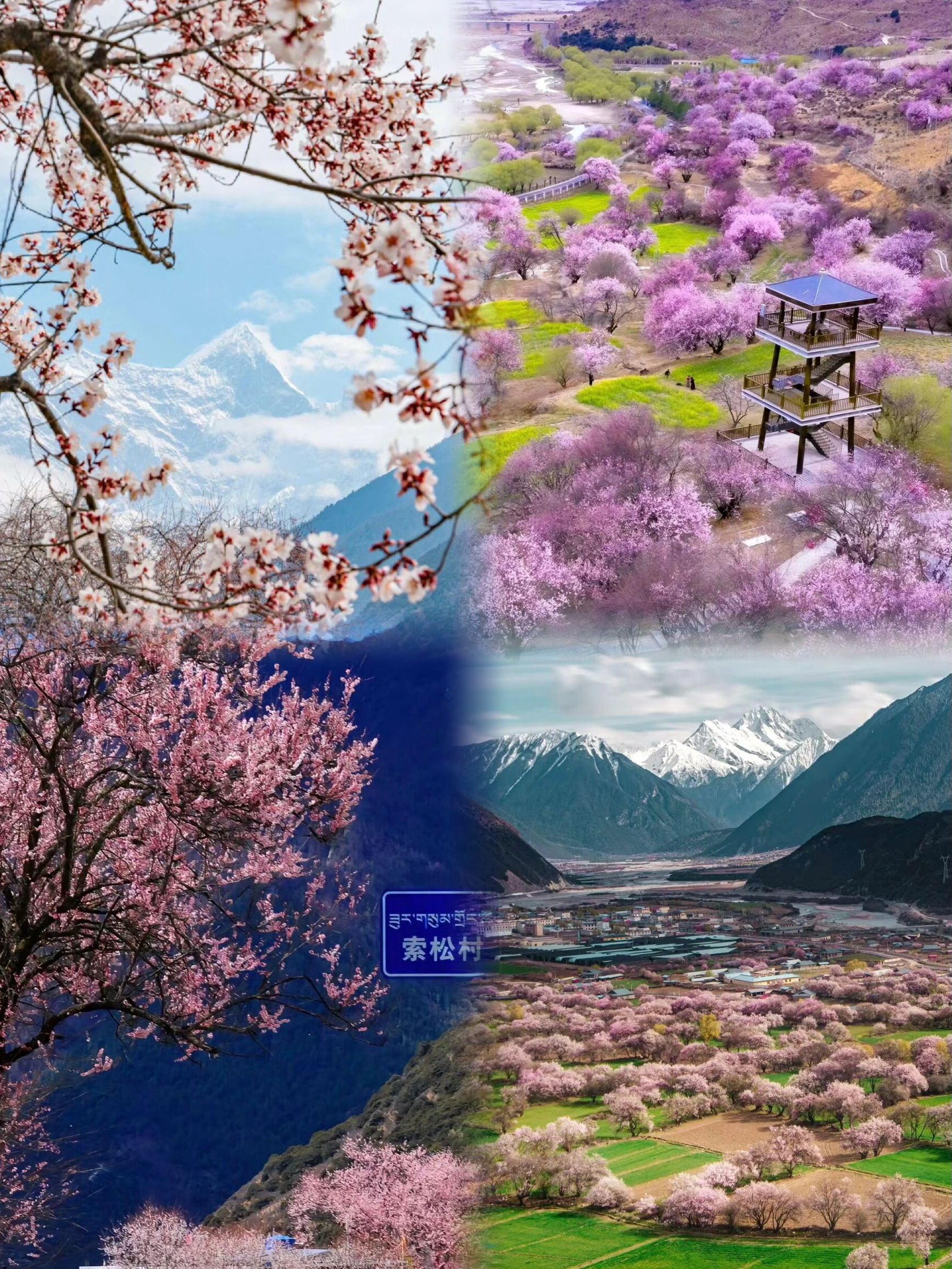 3-4月西藏·林芝桃花节攻略💯定制行程私家团