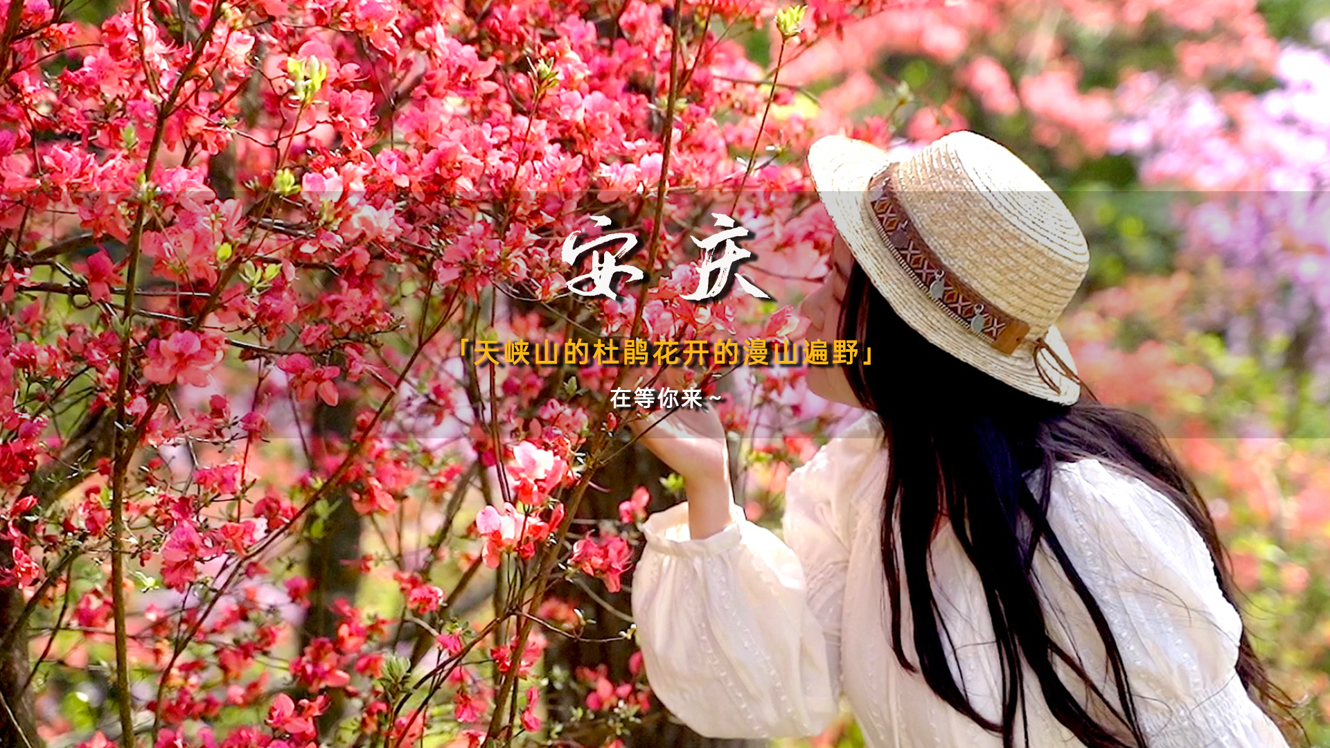 安庆天峡的杜鹃花开了，你确定不来吗？这是独属于安庆的最美四月天，一起来这里登山踏春赏花吧！#春游江淮