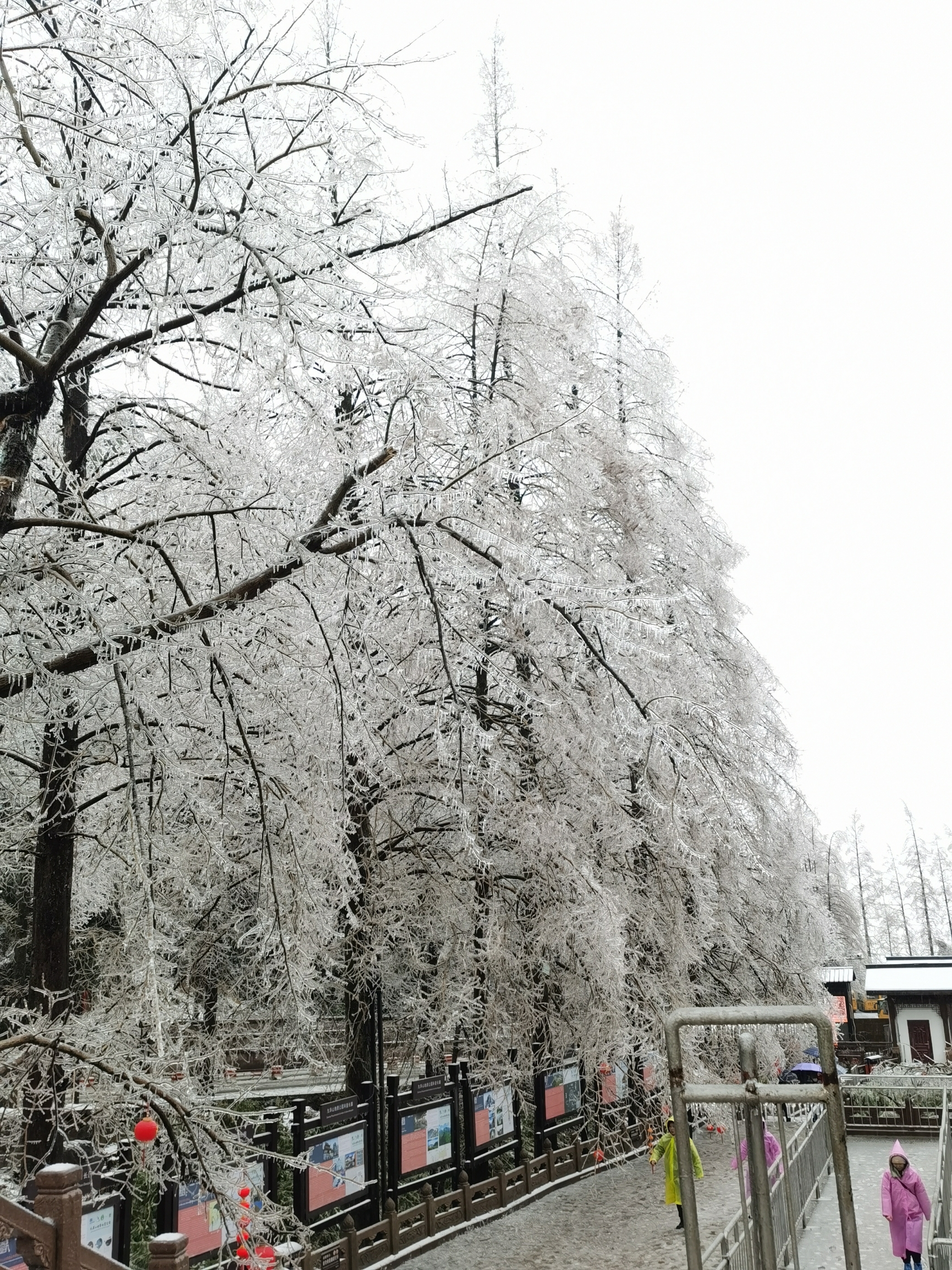 #最美冬季雪景 九华山
