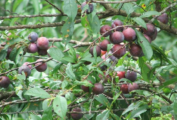 李子，中药名。为蔷薇科李属植物李Prunus salicina Lindl.的果实。分布于陕西、甘肃