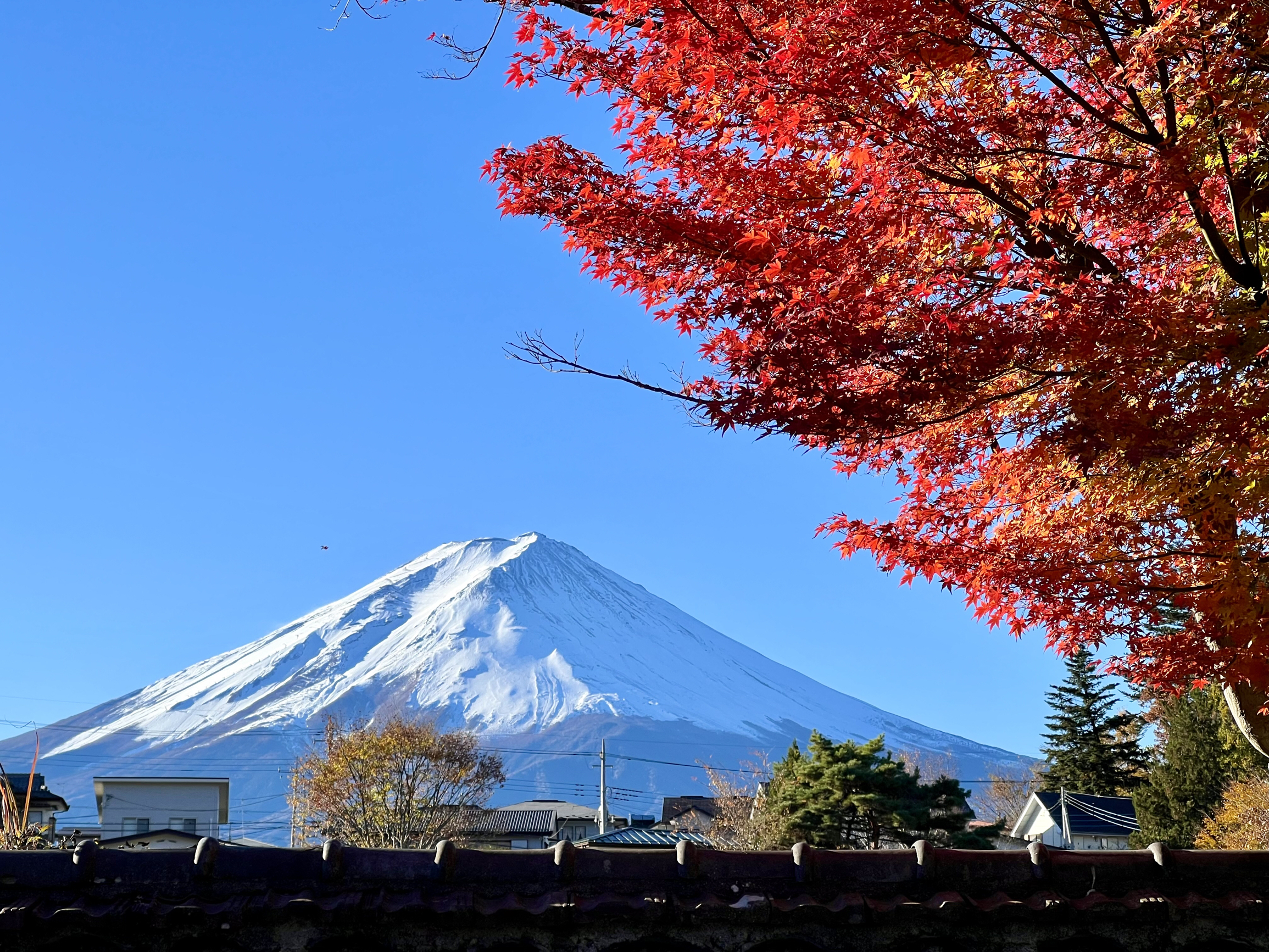 秋日的富士山和红叶