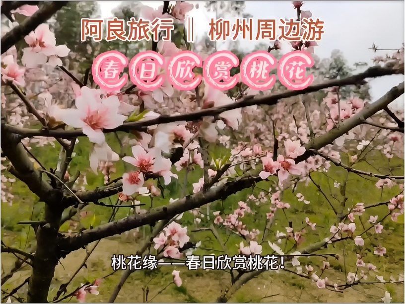 柳州最新春日欣赏桃花的好地方！