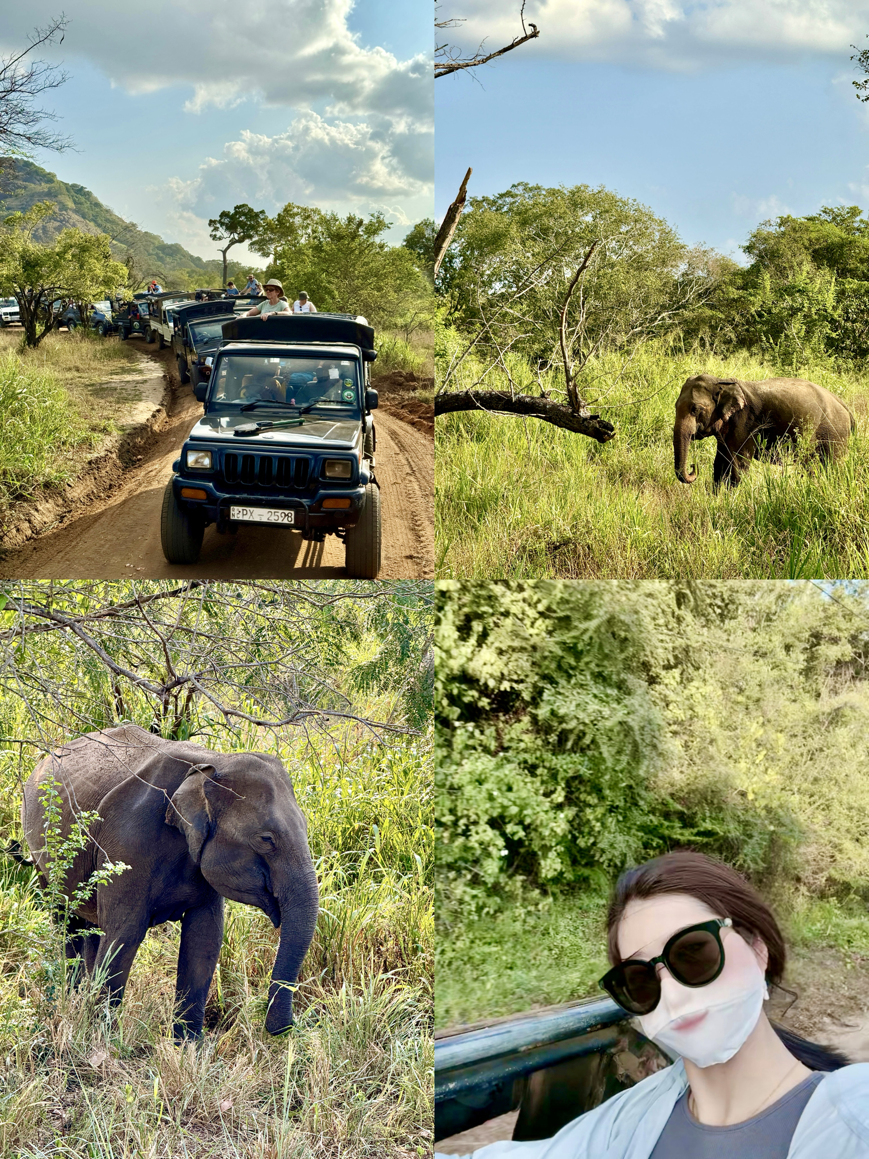 在斯里兰卡｜一起乘坐越野车追逐大象和它的伙伴们