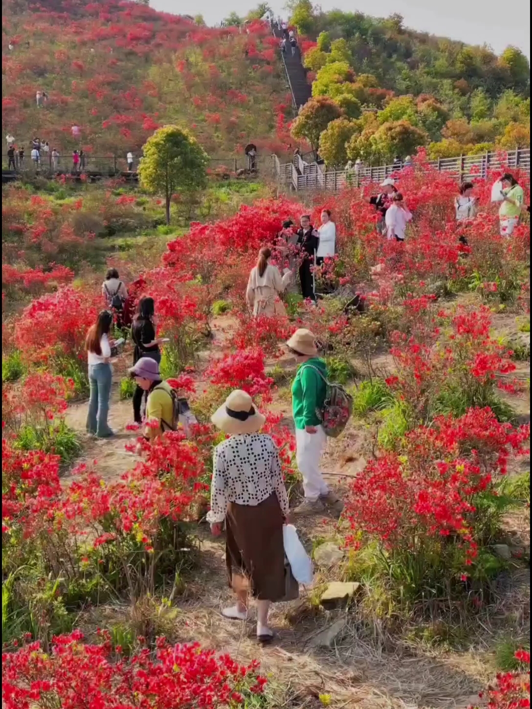 温州瑞安圣井山杜鹃花盛开，花开的真是太美了，隔着手机屏幕都能闻到花香，你去过了吗? #满山遍野映山红