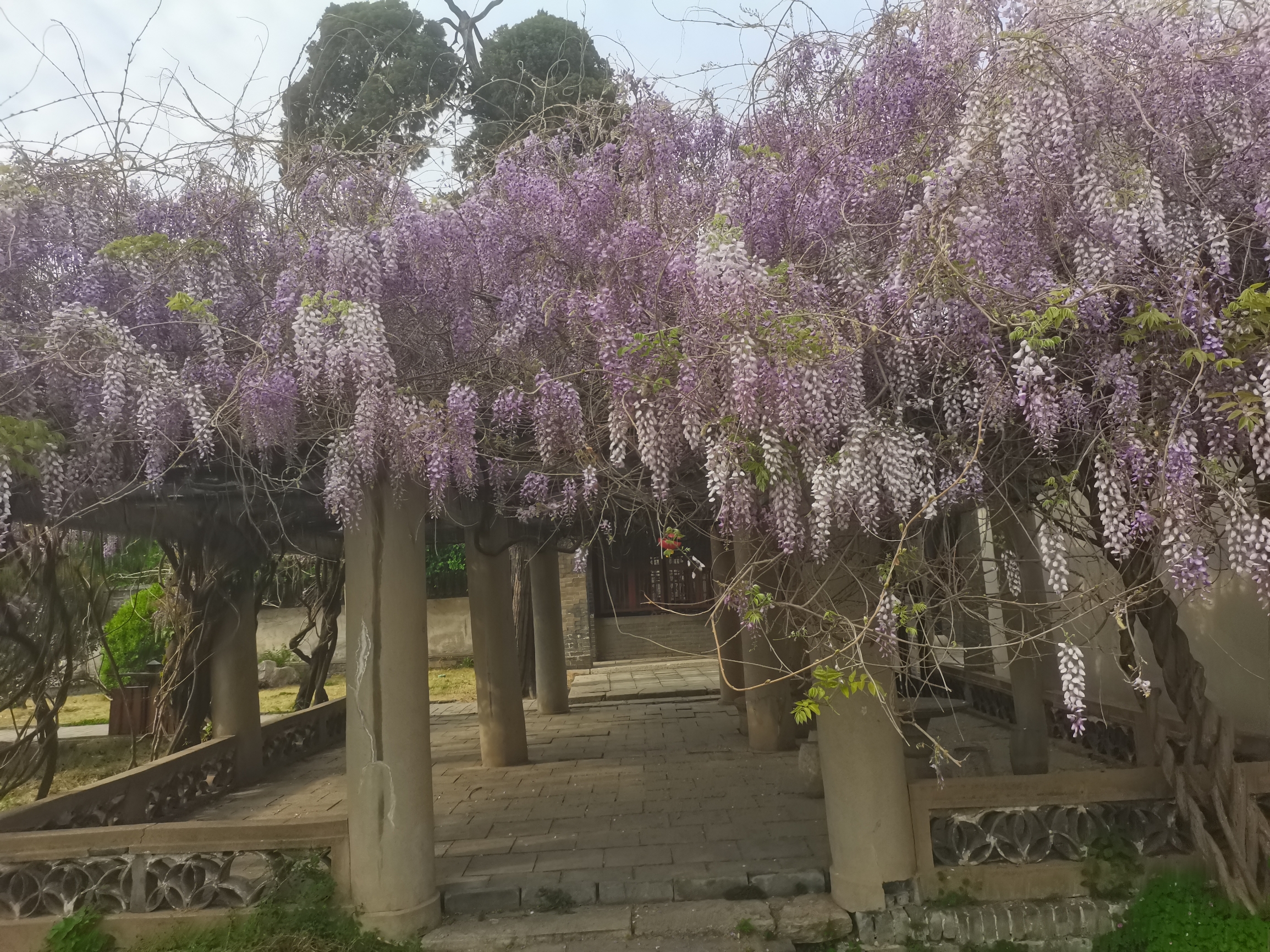 紫藤花园 香味浓郁
