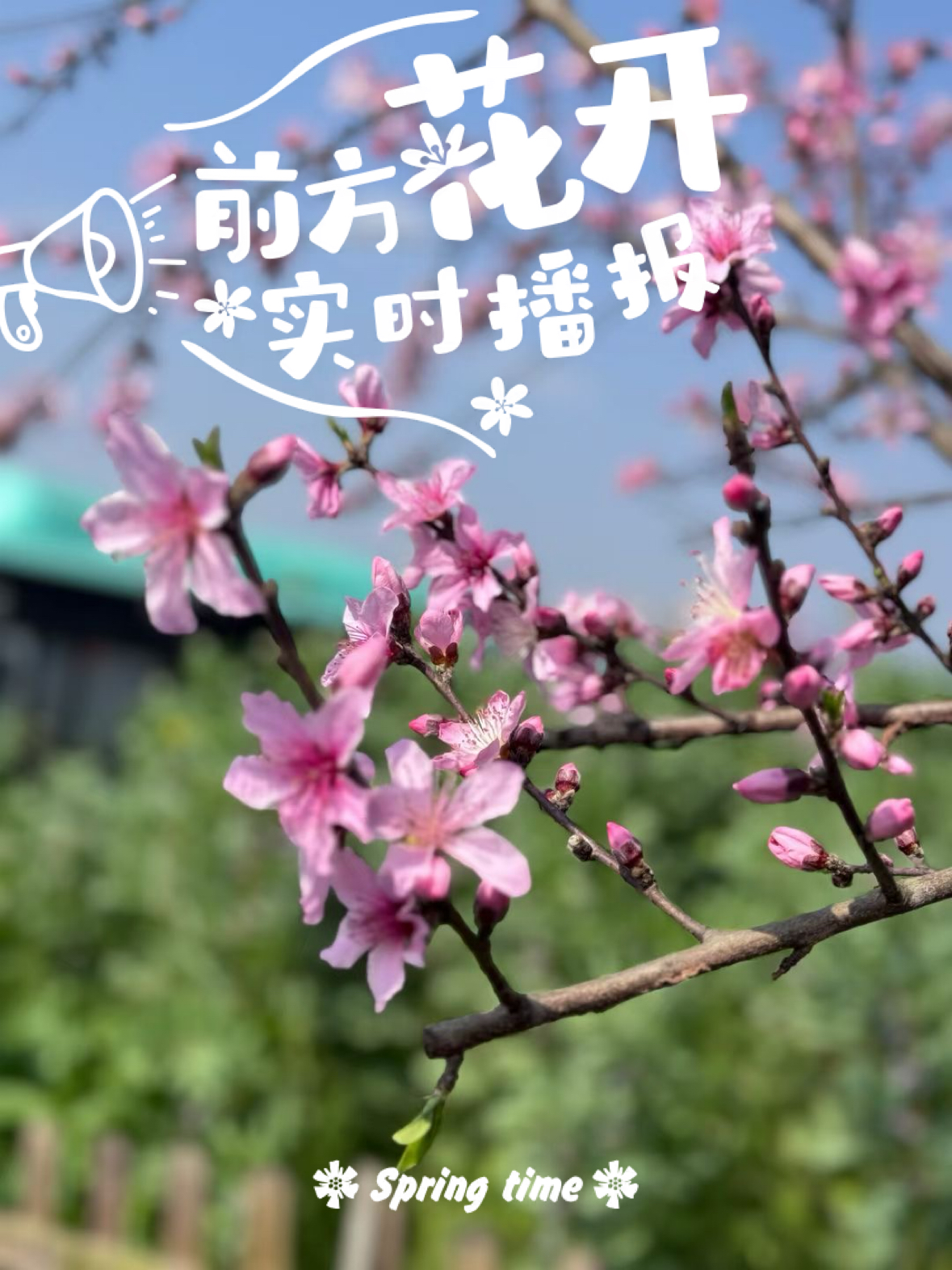 #春日赏花图鉴