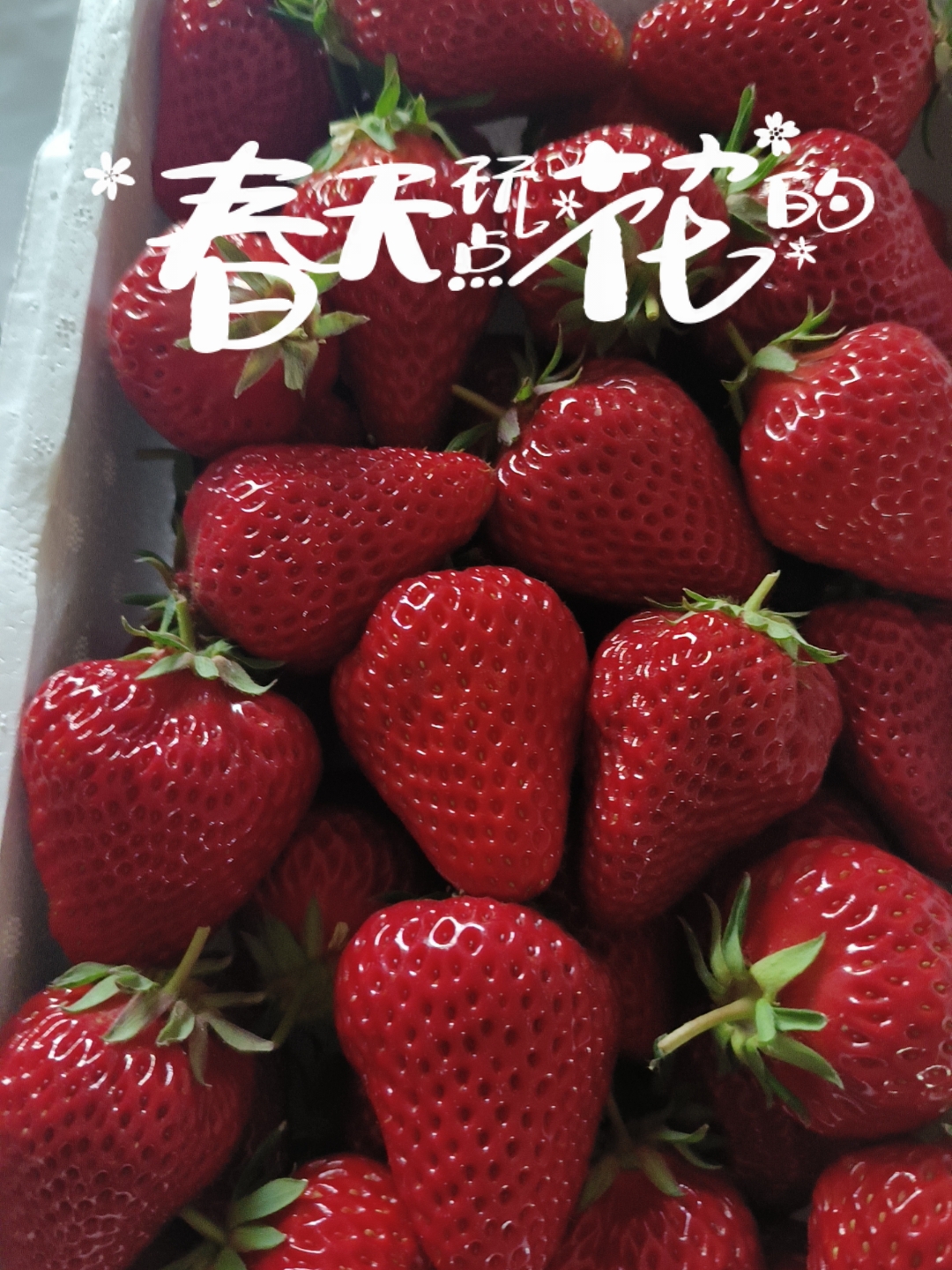 🌟亮点特色： 鲜草莓🍓