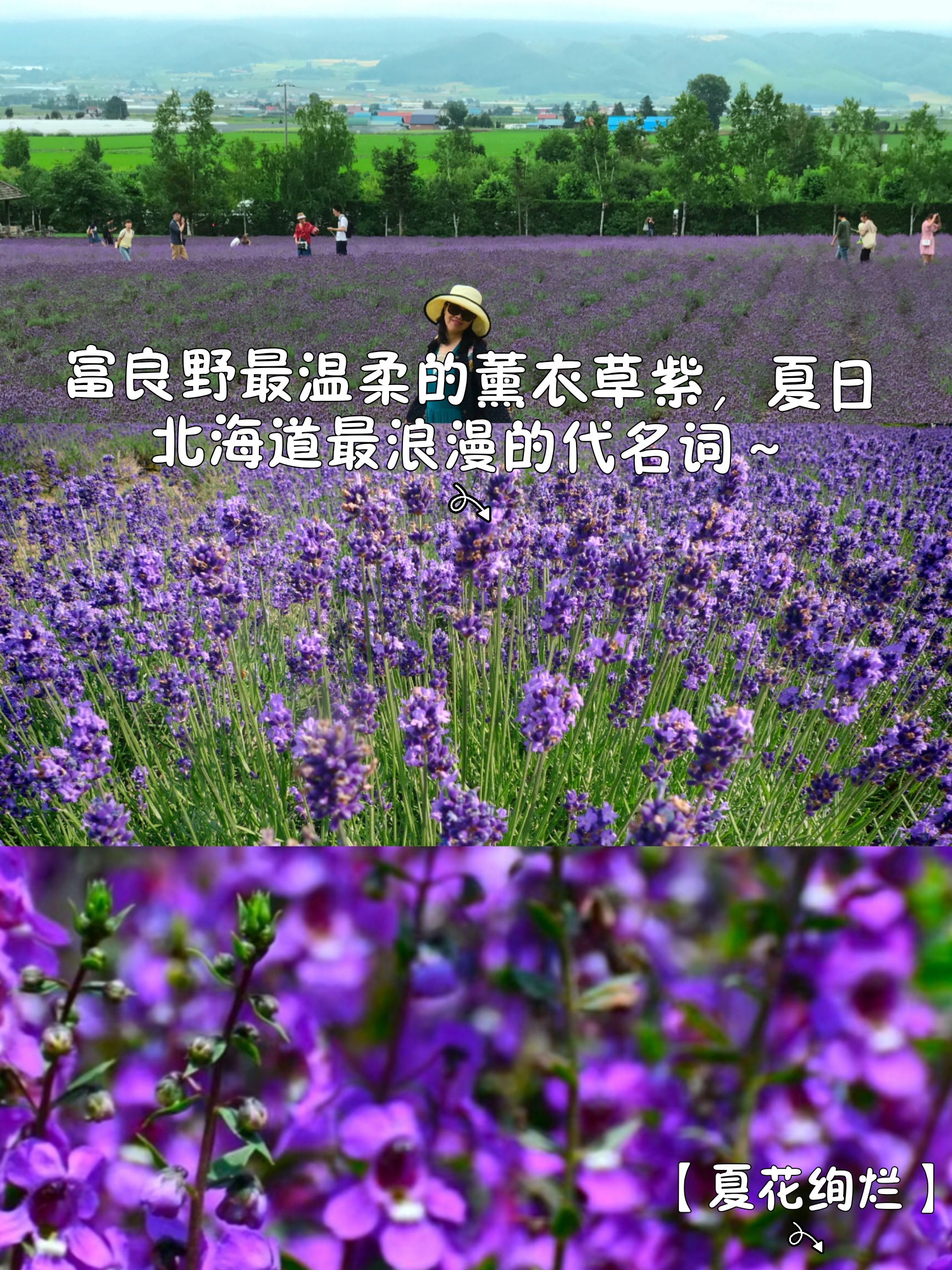 【夏花绚烂】富良野温柔的薰衣草紫，夏日北海道最浪漫的代名词