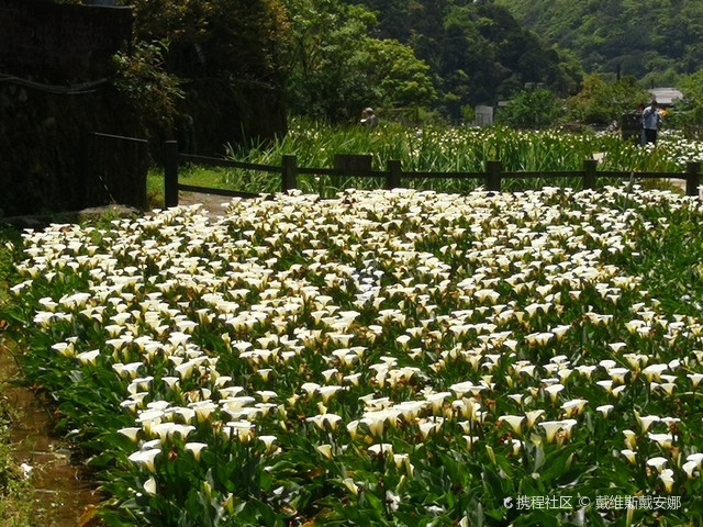 阳明山竹子湖