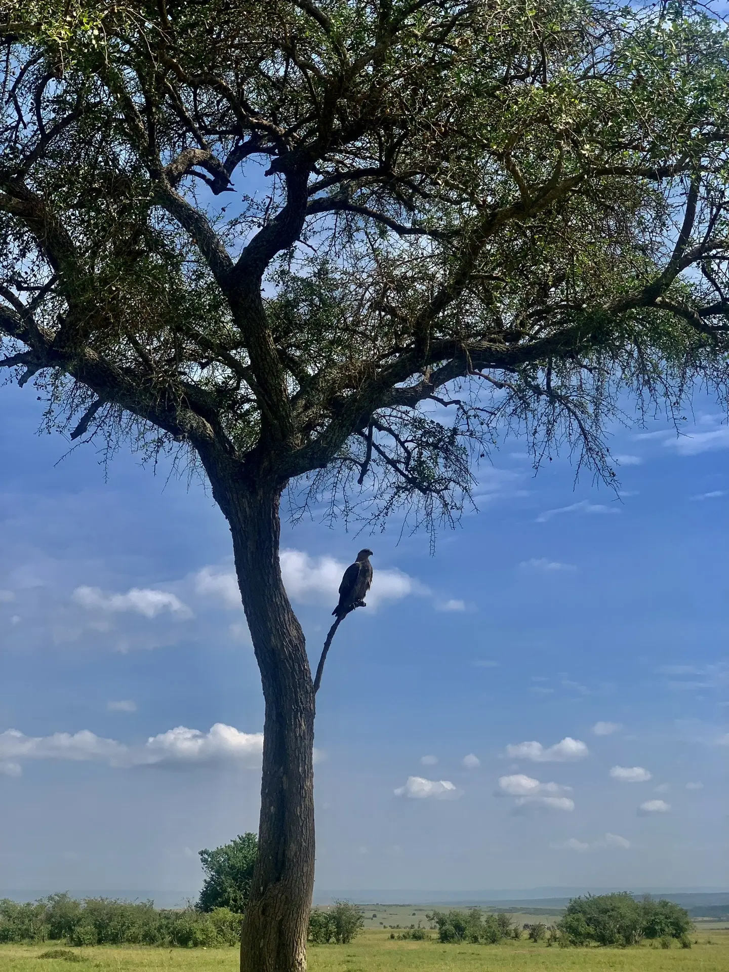 🌍探索野性非洲：肯尼亚十日探险之旅！🦓🐘