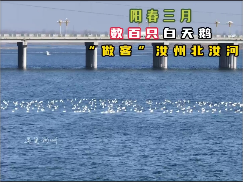 阳春三月，数百只白天鹅“做客”汝州北汝河。