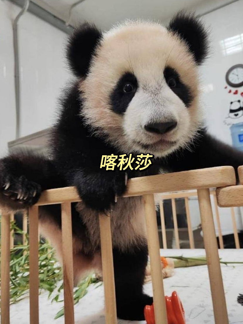 喀秋莎:珍稀大熊猫的魅力与故事