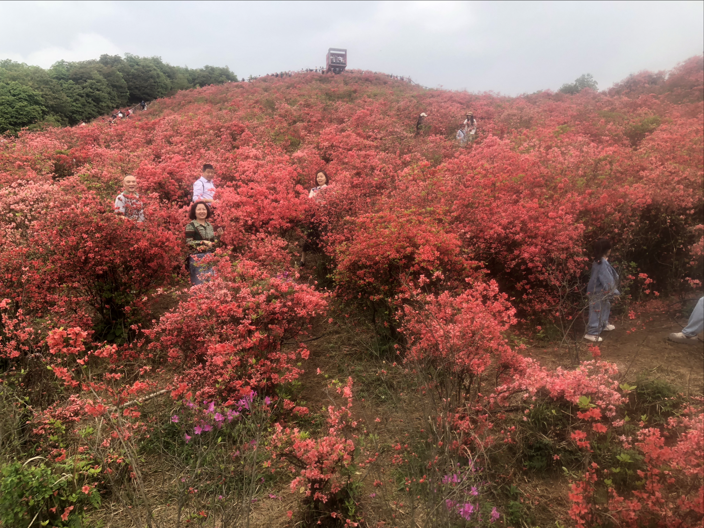 杜鹃花