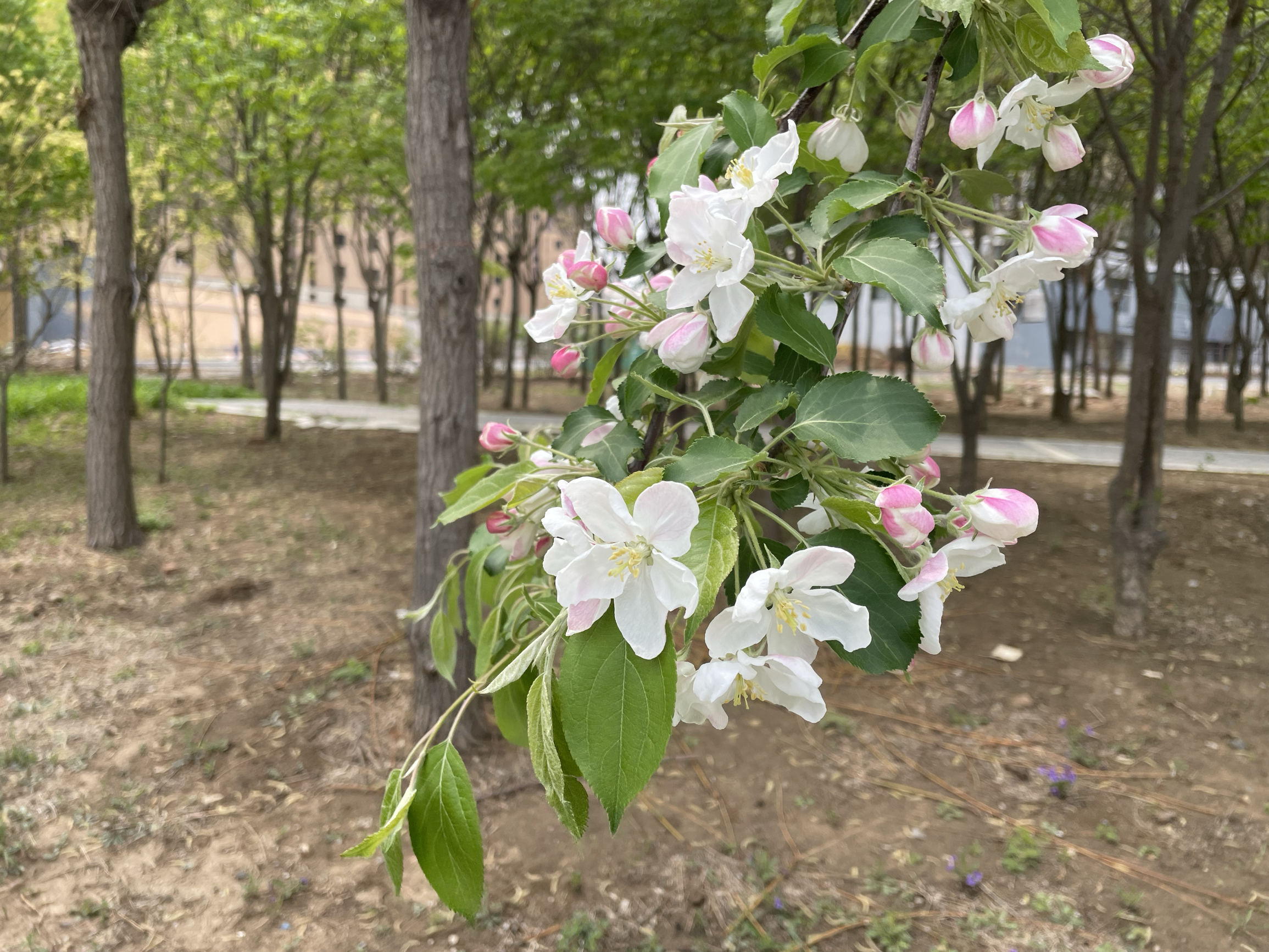 花开的季节，记录美好生活