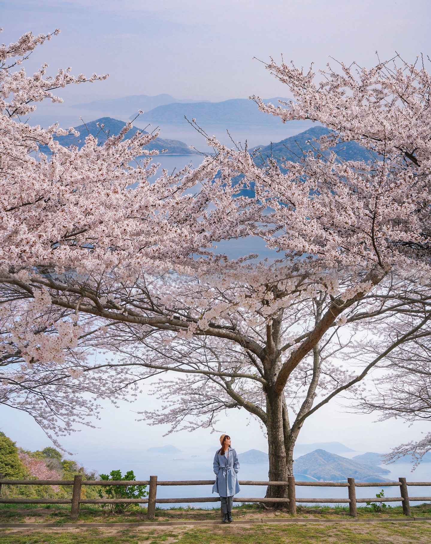 日本还有比紫云出山更仙的赏樱地吗？