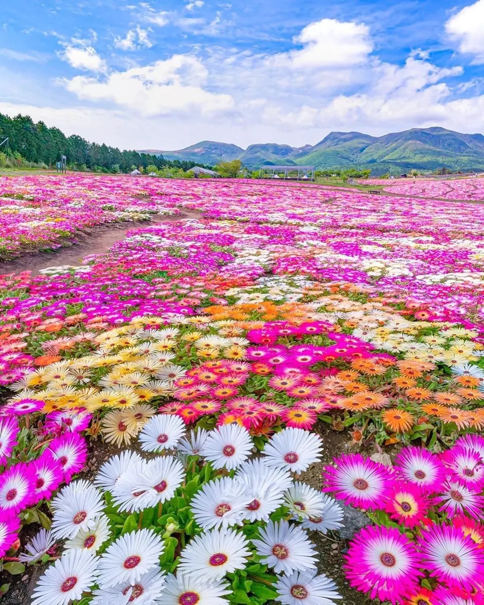 花花世界简直不要太漂亮丨九重花卉公园