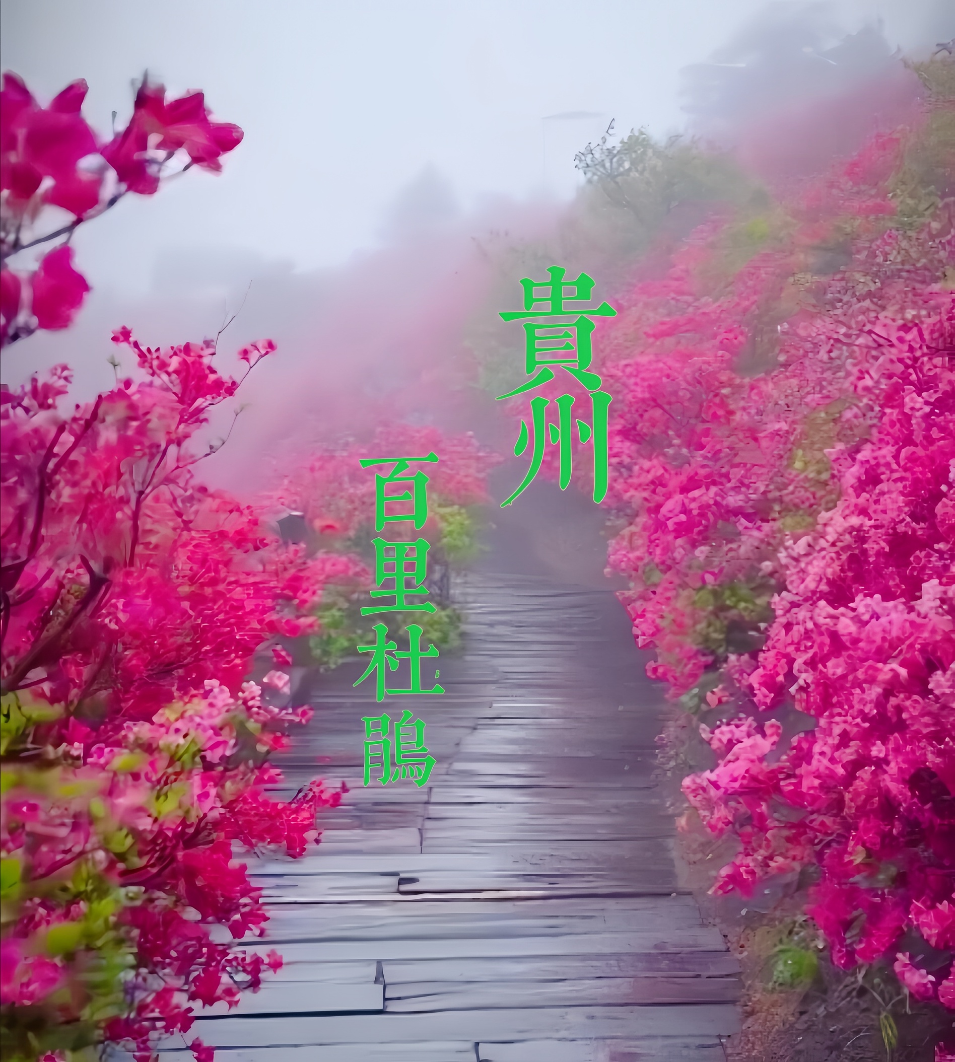 贵州之春，花海令人流连忘返！感受百里杜鹃的绚丽盛景