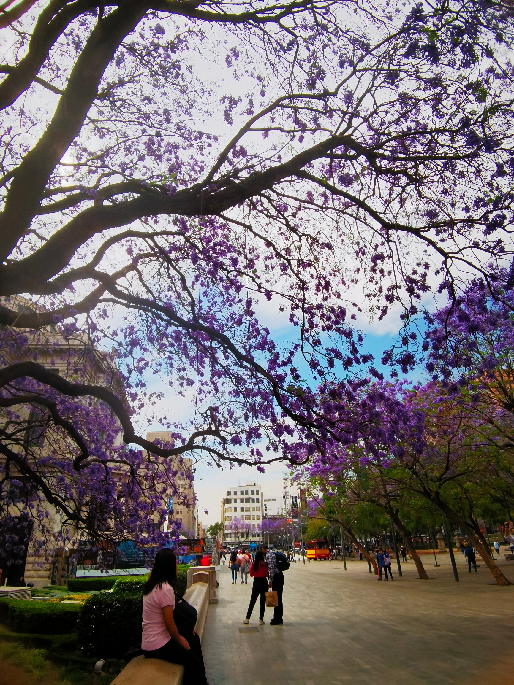 美丽的蓝花楹 紫色墨西哥城