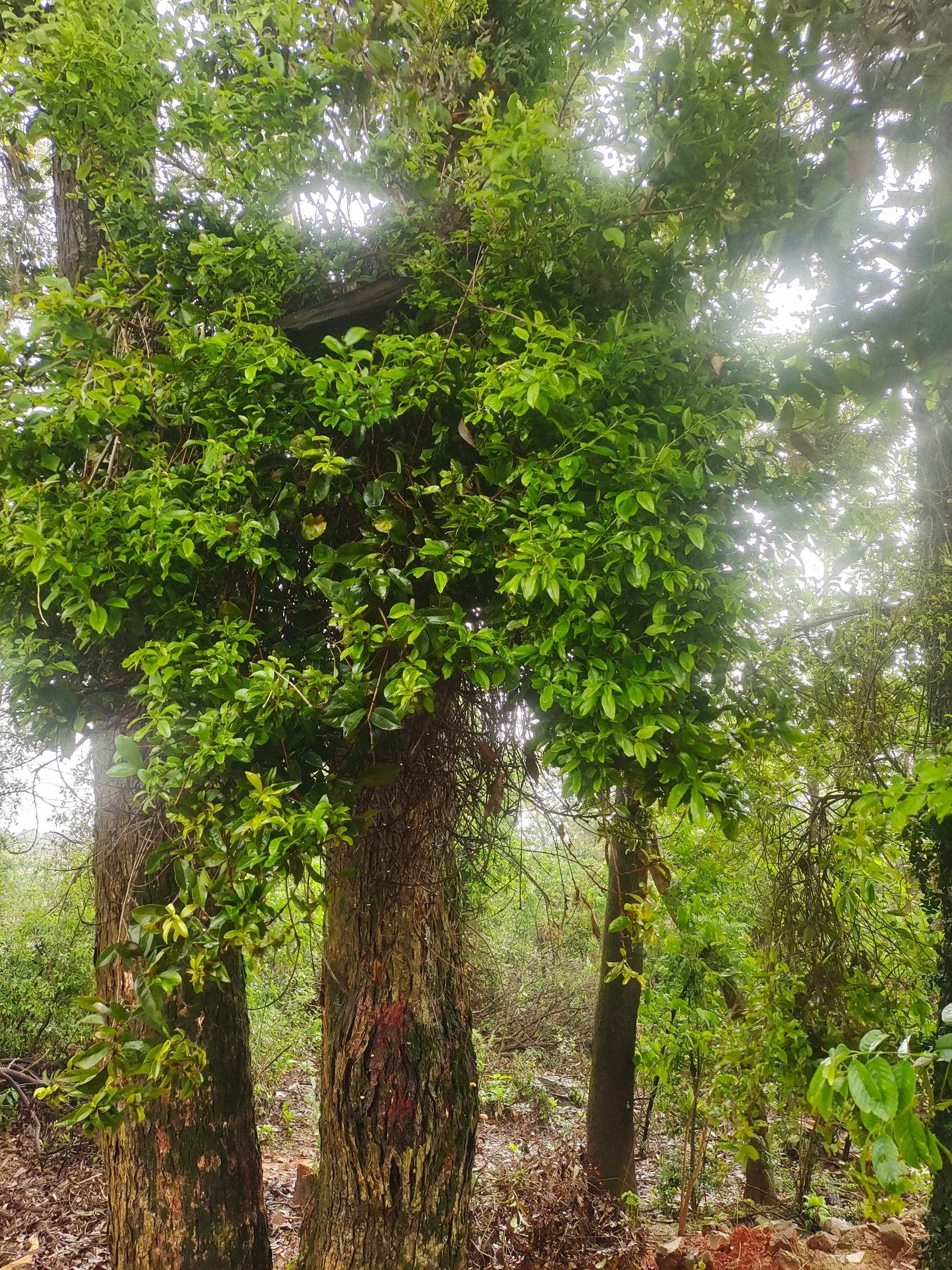 乡下雨后的风景