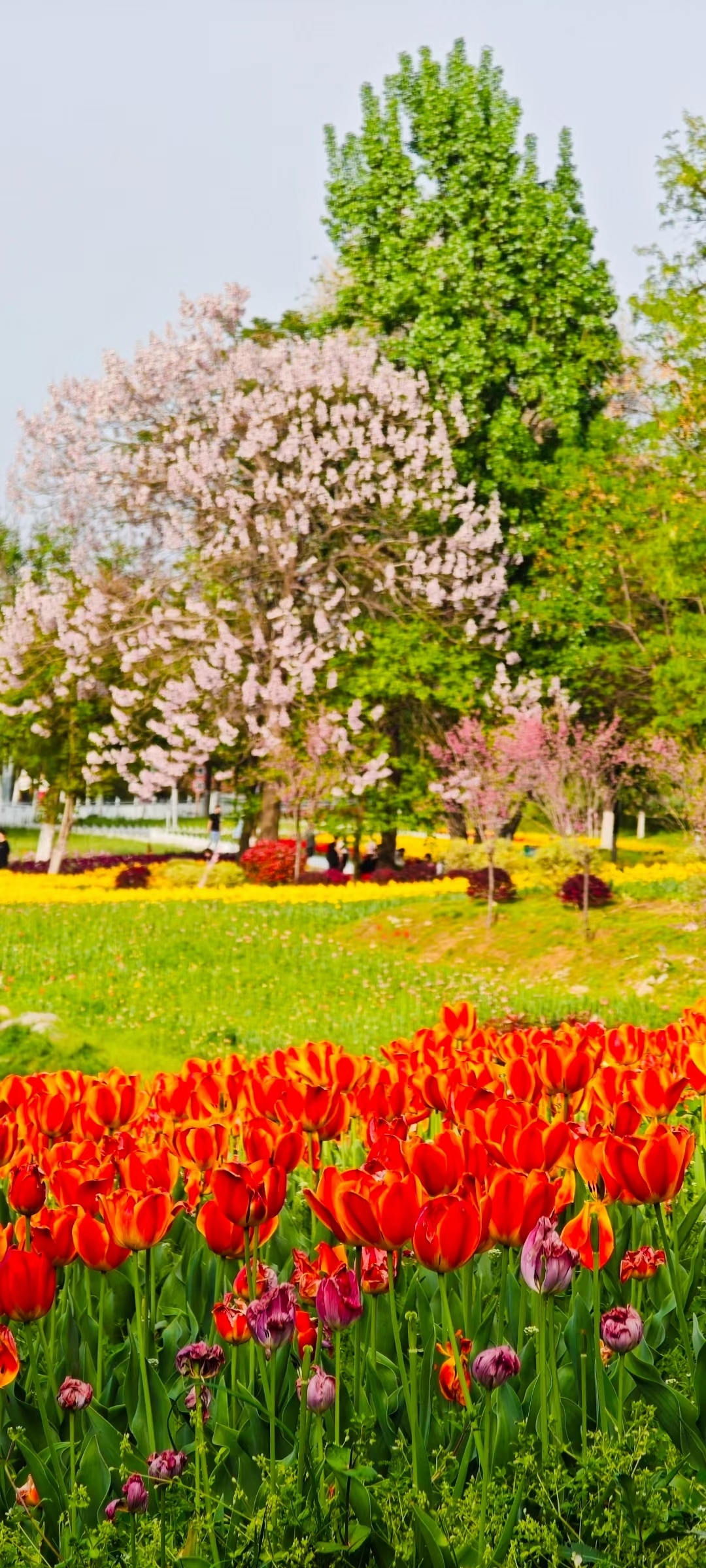 #春天玩点花的 西安秦岭国家植物园🥰 春光正好，花朵在温柔的光芒中悄然苏醒，樱花、桃花随春而来，后有