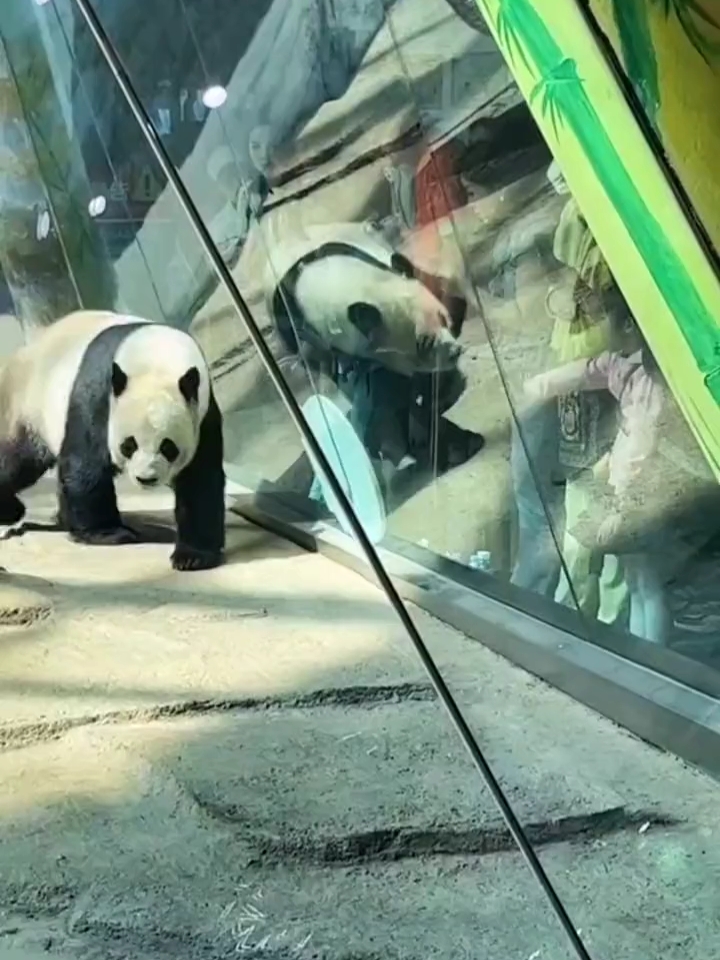 五一·和孩子们一起来看熊猫🐼吧