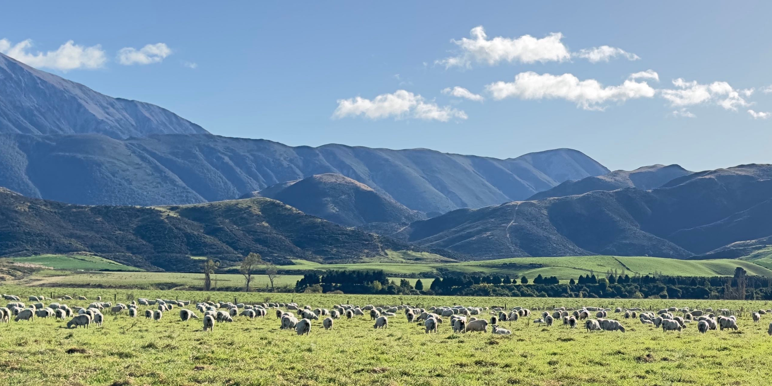 新西兰南岛的羊群