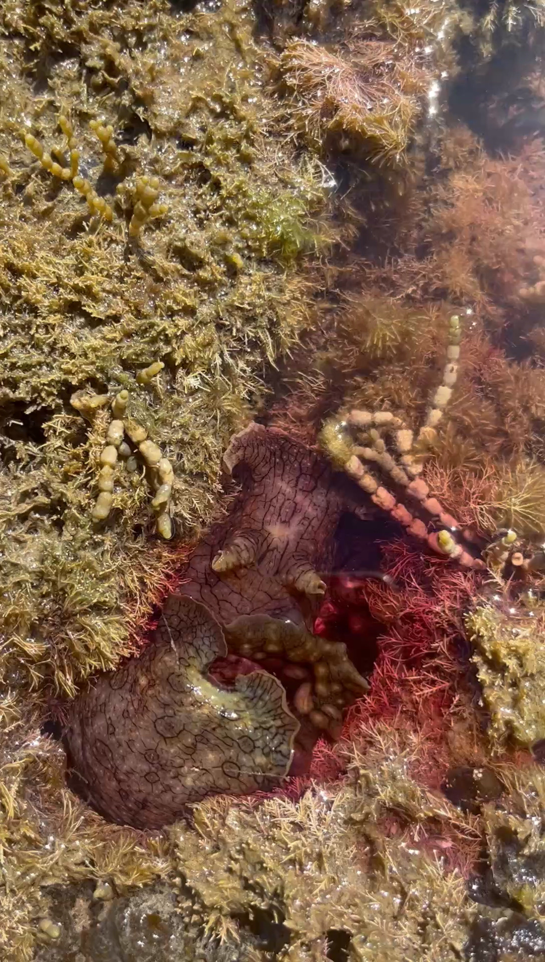 发现一只海蛞蝓