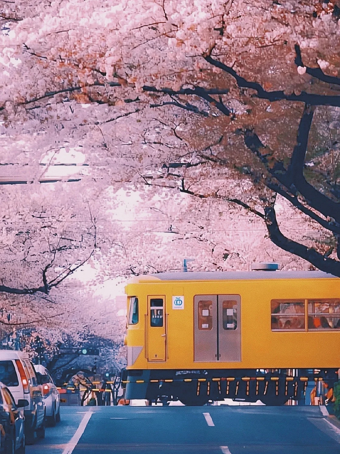人均1299日本旅游赏樱花🌸