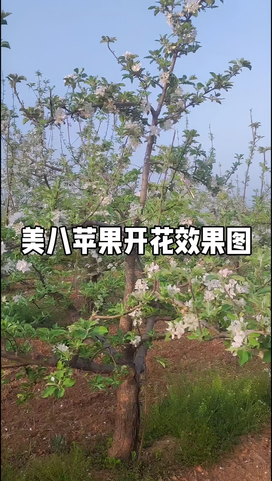 #罗庄村苹果园 ，美八苹果开花效果图，欢迎各界朋友来园拍照留念