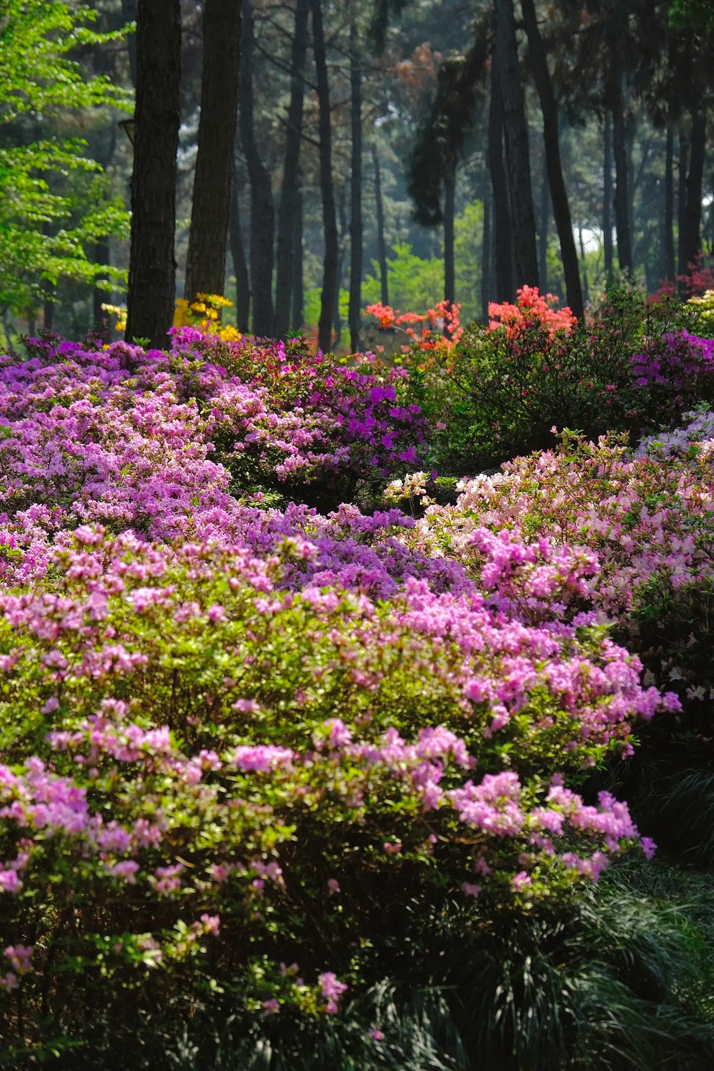 杭州春天没结束！免费的莫奈花园，杭州除了绝美的郁金香和樱花