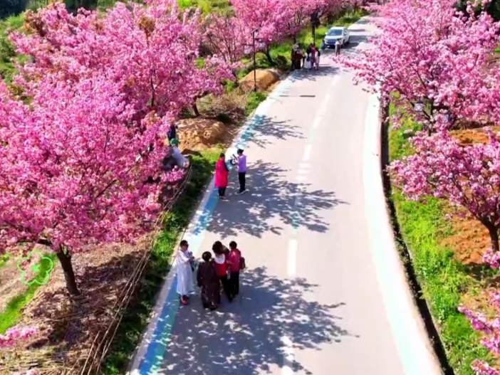 不是看不起平坝看樱花，而是小草坝樱花更有性价比#贵州平坝樱花圣地有多绝 #玩转户外 #公路上的风景 