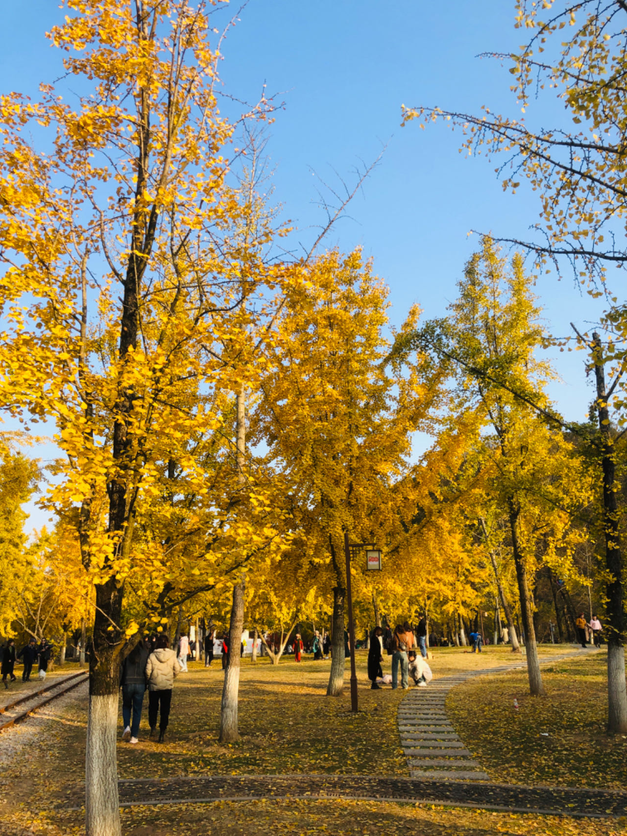 长兴八都岕银杏长廊 秋意渐浓，银杏叶逐渐变黄，到了八都岕最美的季节。