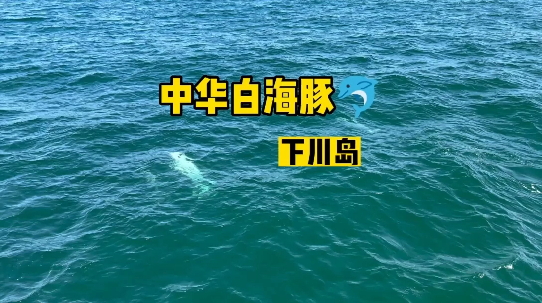 中华白海豚🐬