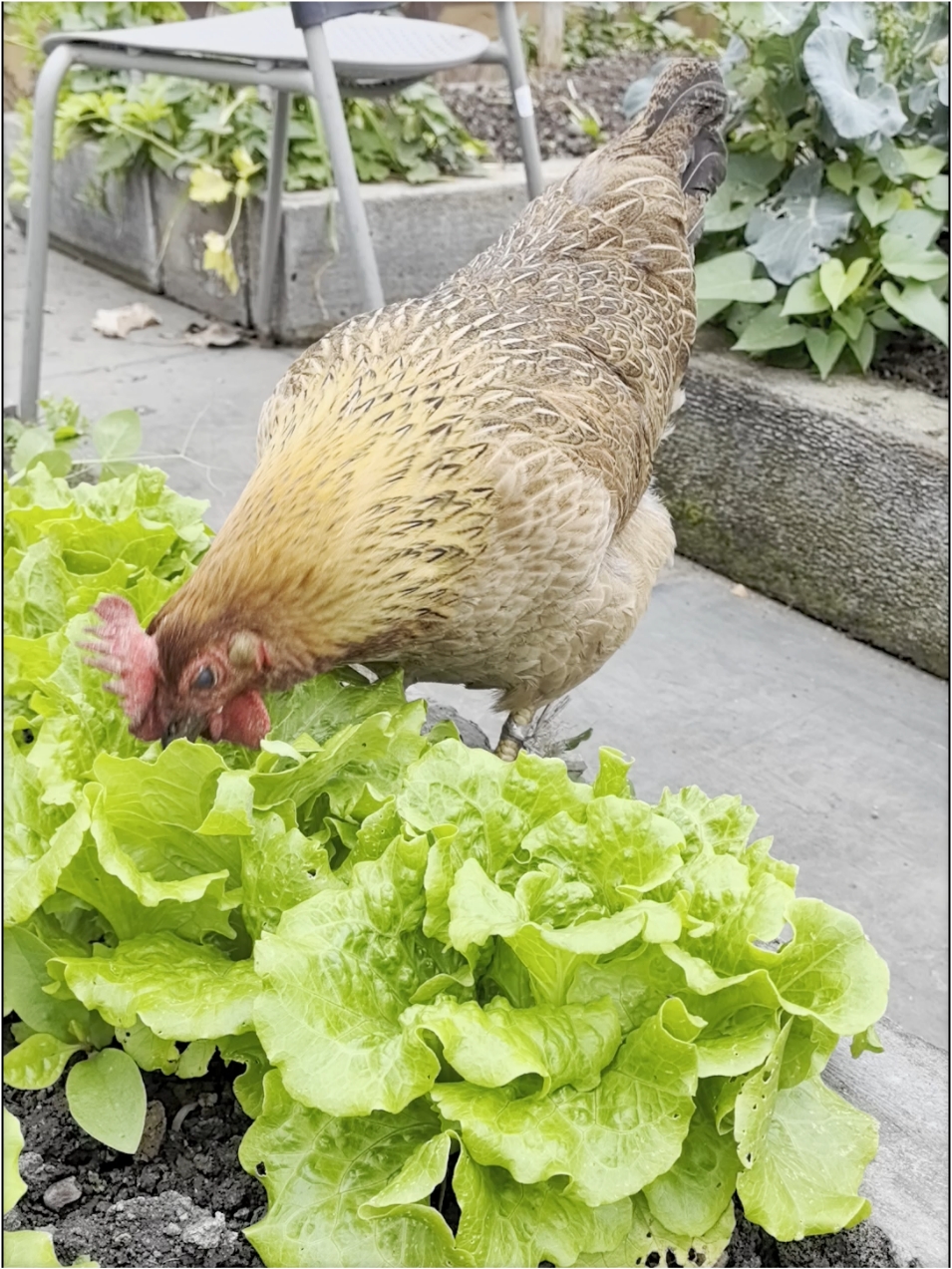 朋友家的楼顶菜园，吃蔬菜的生态鸡