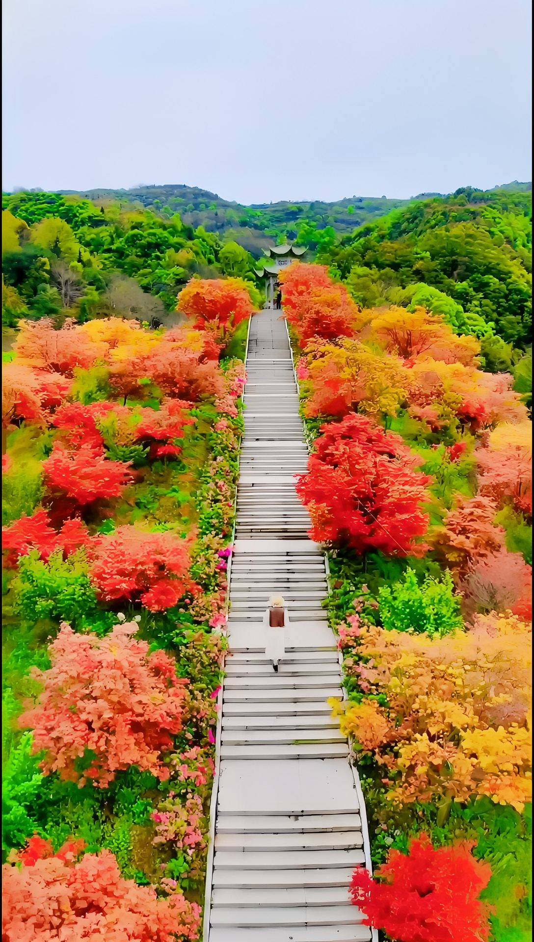 是人间四月天，乐清市桐阳村的红枫已经争相斗艳，快来打卡吧#旅行推荐官 #枫叶🍁 #网红点 #解锁周边